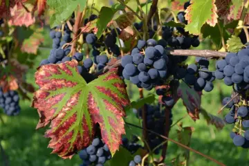 Odkryj uroki enoturystyki!  Zapraszamy do zapoznania się z pakietami turystycznymi.